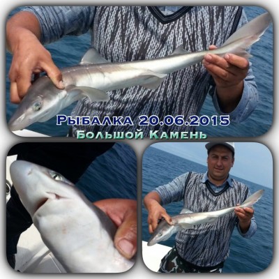 Акула.jpg (201.58 KIB) Просмотров: 20370 Акула.jpg