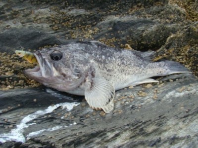 DSC02325.JPG (87.1 KIB) Просмотров: 5445281 DSC02325.JPG