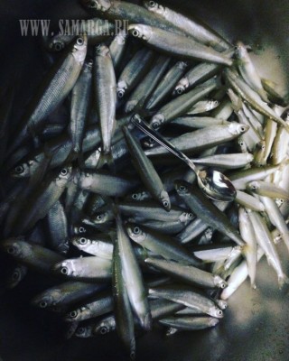 IMG_2882.JPG (131.53 KIB) Просмотров: 25695 IMG_2882.JPG